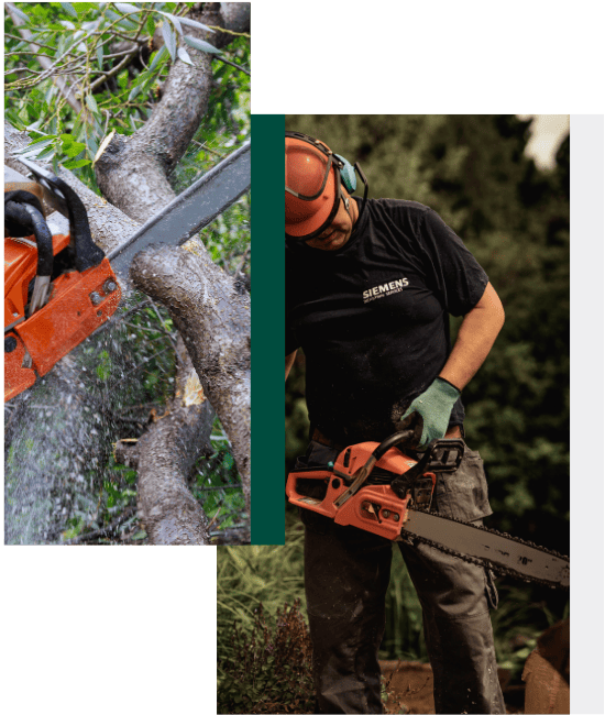 découpe d'arbre à la tronçonneuse